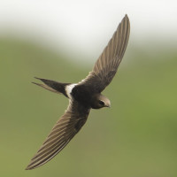 White-rumped Swift